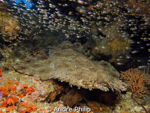 Flatman - a wobbegong in his resting place by Andre Philip 